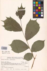 Ulmus glabra Huds., Eastern Europe, North-Western region (E2) (Russia)