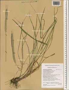 Hordeum bulbosum L., South Asia, South Asia (Asia outside ex-Soviet states and Mongolia) (ASIA) (Cyprus)