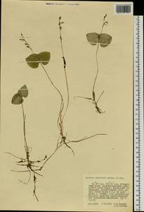 Neottia puberula var. puberula, Siberia, Russian Far East (S6) (Russia)