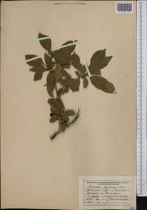 Prunus cerasifera Ehrh., Middle Asia, Western Tian Shan & Karatau (M3) (Uzbekistan)