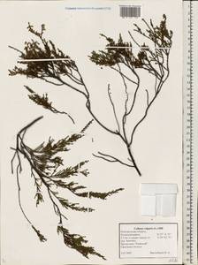 Calluna vulgaris (L.) Hull, Eastern Europe, North-Western region (E2) (Russia)