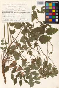 Pimpinella saxifraga L., Eastern Europe, Moscow region (E4a) (Russia)