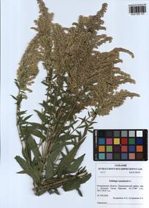 Solidago canadensis L., Siberia, Altai & Sayany Mountains (S2) (Russia)