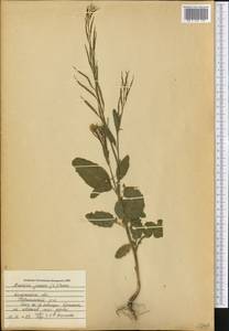 Brassica juncea (L.) Czern., Eastern Europe, Central region (E4) (Russia)