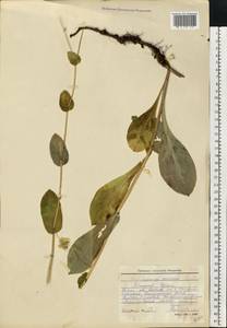 Bupleurum longifolium, Eastern Europe, Eastern region (E10) (Russia)