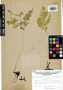 Diplazium sibiricum (Turcz. ex Kunze) Sa.Kurata, Siberia, Baikal & Transbaikal region (S4) (Russia)