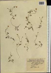 Ranunculus gmelinii DC., Siberia, Western Siberia (S1) (Russia)