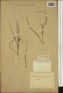 Carex secalina Willd. ex Wahlenb., Botanic gardens and arboreta (GARD) (Not classified)