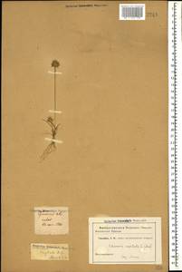 Echinaria capitata (L.) Desf., Caucasus (no precise locality) (K0)