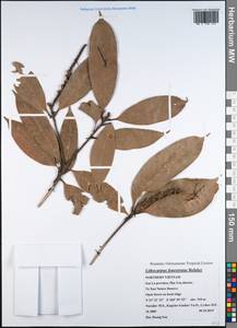 Lithocarpus fenestratus (Roxb.) Rehder, South Asia, South Asia (Asia outside ex-Soviet states and Mongolia) (ASIA) (Vietnam)