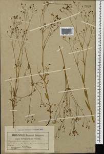 Gypsophila elegans M. Bieb., Caucasus (no precise locality) (K0)