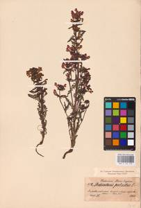 MHA 0 162 256, Pedicularis palustris, Eastern Europe, North-Western region (E2) (Russia)