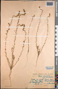 Bassia laniflora (S. G. Gmel.) A. J. Scott, Middle Asia, Northern & Central Kazakhstan (M10) (Kazakhstan)