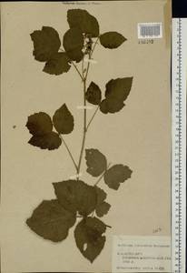 Rubus caesius L., Eastern Europe, Central forest region (E5) (Russia)