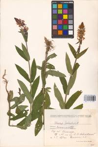 MHA 0 154 899, Stachys palustris L., Eastern Europe, West Ukrainian region (E13) (Ukraine)