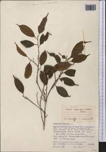 Pouteria eugeniifolia (Pierre) Baehni, America (AMER) (Peru)