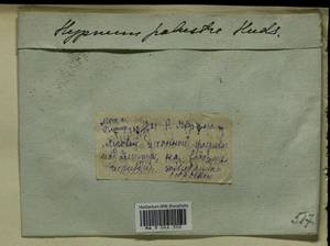 Hygrohypnum luridum (Hedw.) Jenn., Bryophytes, Bryophytes - Moscow City & Moscow Oblast (B6a) (Russia)