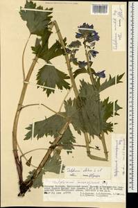 Delphinium mirabile Serg., Mongolia (MONG) (Mongolia)