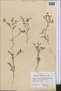 Astragalus schmalhausenii Bunge, Middle Asia, Western Tian Shan & Karatau (M3) (Uzbekistan)