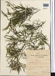 Potamogeton obtusifolius Mert. & W.D.J.Koch, Middle Asia, Northern & Central Kazakhstan (M10) (Kazakhstan)