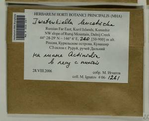 Iwatsukiella leucotricha (Mitt.) W.R. Buck & H.A. Crum, Bryophytes, Bryophytes - Russian Far East (excl. Chukotka & Kamchatka) (B20) (Russia)