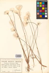 Eriophorum scheuchzeri Hoppe, Siberia, Western Siberia (S1) (Russia)