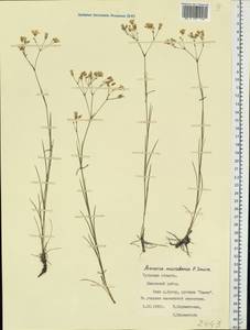 Eremogone saxatilis (L.) Ikonn., Eastern Europe, Central region (E4) (Russia)