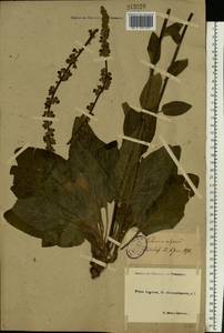 Verbascum nigrum L., Eastern Europe, North-Western region (E2) (Russia)