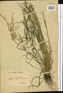 Arrhenatherum elatius (L.) P.Beauv. ex J.Presl & C.Presl, Eastern Europe, Rostov Oblast (E12a) (Russia)