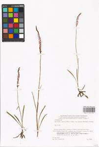 Spiranthes sinensis (Pers.) Ames, South Asia, South Asia (Asia outside ex-Soviet states and Mongolia) (ASIA) (Japan)