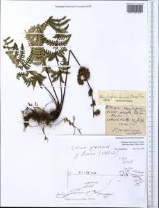 Aleuritopteris farinosa (Forssk.) Fée, Africa (AFR) (Ethiopia)