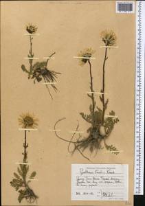 Tanacetum richterioides (C. Winkl.) K. Bremer & Humphries, Middle Asia, Northern & Central Tian Shan (M4) (Kyrgyzstan)