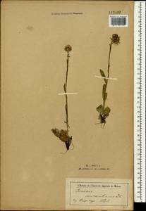 Tephroseris integrifolia (L.) Holub, Mongolia (MONG) (Mongolia)