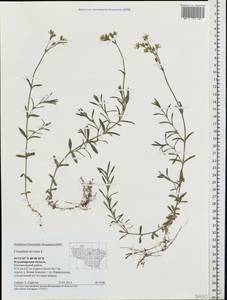 Cerastium arvense, Eastern Europe, Central region (E4) (Russia)