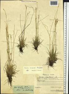 Carex krausei Boeckeler, Siberia, Chukotka & Kamchatka (S7) (Russia)