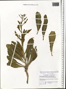 Guenthera persica (Boiss. & Hohen.) D.A.German, Eastern Europe, Rostov Oblast (E12a) (Russia)