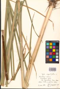 Typha angustifolia L., Eastern Europe, Moscow region (E4a) (Russia)