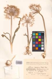 Allium caspium (Pall.) M.Bieb., Eastern Europe, Lower Volga region (E9) (Russia)