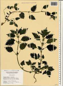 Urtica urens L., Crimea (KRYM) (Russia)