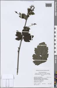 Actaea dahurica (Turcz. ex Fisch. & C. A. Mey.) Franch., Siberia, Russian Far East (S6) (Russia)