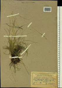 Elymus bungeanus (Trin.) Melderis, Siberia, Central Siberia (S3) (Russia)