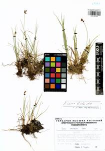 Carex bicolor Bellardi ex All., Siberia, Baikal & Transbaikal region (S4) (Russia)