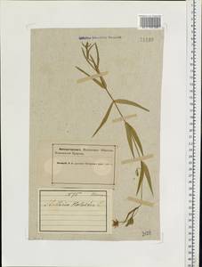 Rabelera holostea (L.) M.T.Sharples & E.A.Tripp, Eastern Europe, Northern region (E1) (Russia)