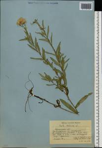 Pentanema salicinum (L.) D. Gut. Larr., Santos-Vicente, Anderb., E. Rico & M. M. Mart. Ort., Eastern Europe, South Ukrainian region (E12) (Ukraine)