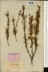 Tamarix laxa Willd., Caucasus, Azerbaijan (K6) (Azerbaijan)