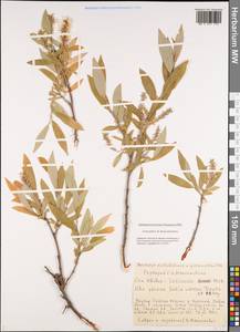 Salix udensis (Wimm.) Trautv. & C. A. Mey., Siberia, Yakutia (S5) (Russia)