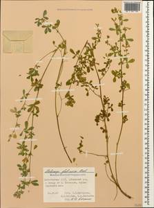 Medicago sativa subsp. glomerata (Balb.) Rouy, Caucasus, Dagestan (K2) (Russia)