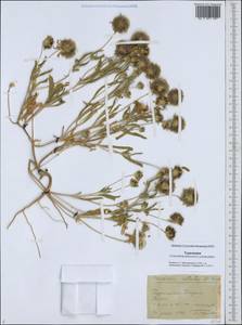 Lomelosia rotata (M. Bieb.) Greuter & Burdet, Middle Asia, Karakum (M6) (Turkmenistan)