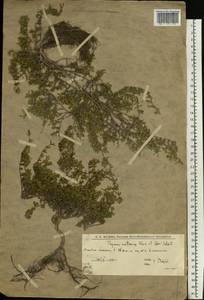 Thymus calcareus Klokov & Des.-Shost., Eastern Europe, Lower Volga region (E9) (Russia)