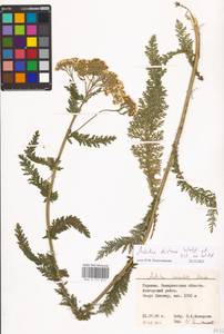 Achillea distans Waldst. & Kit. ex Willd., Eastern Europe, West Ukrainian region (E13) (Ukraine)